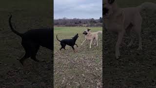 Kangal And Doberman Playing [upl. by Hines]