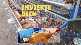 DEBES SABER ESTO SI VAS A CRIAR GALLINAS PONEDORAS 🐔🥚🥚🥚💰 [upl. by Brett]