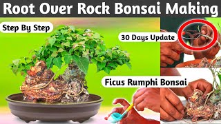 Ficus Rumphi Root Over Rock Bonsai Making At Home [upl. by Juxon]