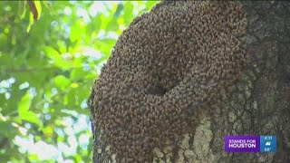 How to identify Africanized bees [upl. by Collier]