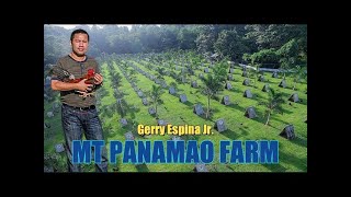 Lets Visit The Farm Of Mt Panamao Gamefarm [upl. by Nitsur76]