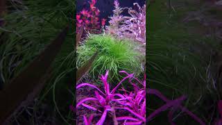 Eriocaulon Setaceum aquariumshopdinajpur [upl. by Lamprey400]