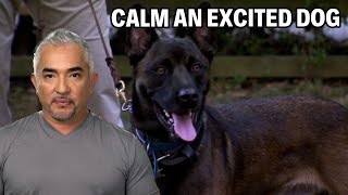 How To Calm A Belgian Malinois Dog  Dog Nation Episode 7  Part 3 [upl. by Raff883]