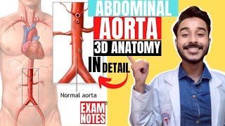 abdominal aorta anatomy 3d  abdominal aorta course anatomy  abdominal aorta branches anatomy [upl. by Archambault726]