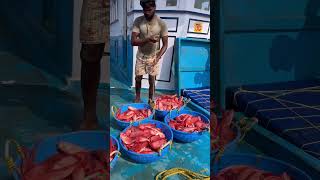 Mangalore boat 1st day we caught lot of unnimary fishes 👇 seafood fishing thenkadalmeenavan [upl. by Rammus]