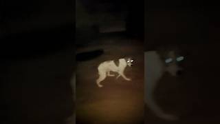 Dogs Eyes 👀 viral shorts viralshorts dog [upl. by Bohaty726]