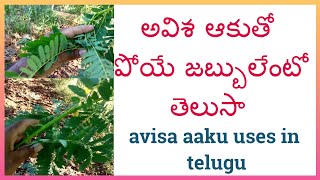 అవిశ చెట్టు ఉపయోగాలు  avisa aaku uses in telugu  agastya plant uses in telugu [upl. by Phillida728]