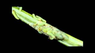 Spruce Budworm egg hatch [upl. by Ernestus325]