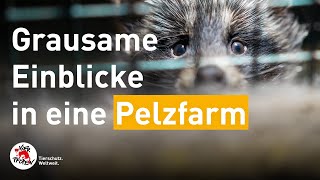 Grausame Einblicke in eine Pelzfarm  VIER PFOTEN [upl. by Dulcle]