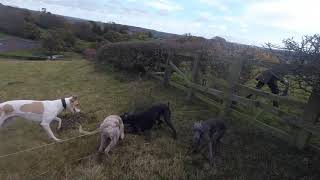 Ferreting October 25th Whippets Lurchers Nets and Ferrets [upl. by Angelique]