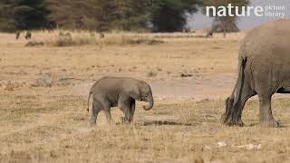 African elephant Loxodonta africana calf walking and feeding on a grass stem Kenya [upl. by Airbmac]