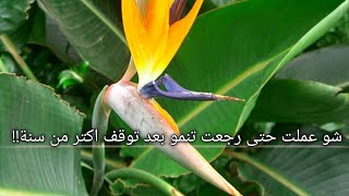 نبات عصفور الجنةطريقة العنايةلماذا سميت عصفور الجنة؟🌿 [upl. by Tiffy778]