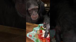 Sugriva Vali  Angada and Baby Tara the chimpanzees had a little snowman Moksha made for them [upl. by Nace]