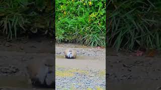 Queltehue juvenil bañándose isladechiloé chiloé coincoquellón quellón octubre2024 aves [upl. by Nuawaj]