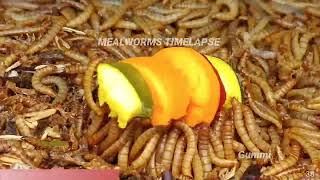 Mealworms Vs Fruit Salad Which fruit do they prefer [upl. by Peddada]