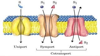 Cotransport mechanism [upl. by Robbi]