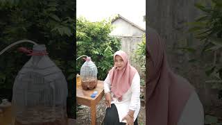 Panen Klasik Enzyme usia Fermentasi 2 tahun klasikenzim classicenzyme minumansehat fermentasi [upl. by Larrad]