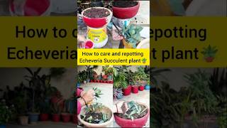 How to grow care and repot Echeveria Succulent plant🪴trendingshortsviralvideoyoutubeshorts [upl. by Ahtrim]