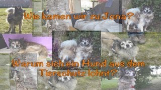 Wie kamen wir zu Jona  Warum sich ein Hund aus dem Tierschutz lohnt  Hundekanal [upl. by Hamilton]