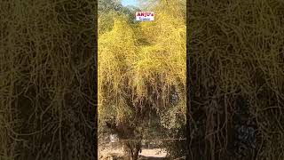 Cuscuta अमरबेल  Dodder  Parasite plant Class 7 Science shorts [upl. by Yob]