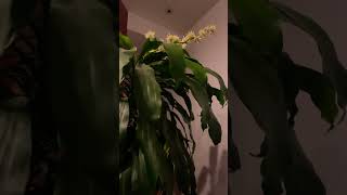 Corn Plant Dracaena fragrans interior plant with flowers [upl. by Addiel82]