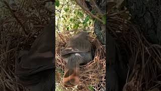 babbler bird removing bugs from nest shorts [upl. by Phyllis]