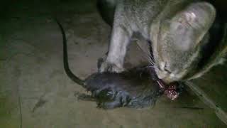 How to Hunt Cat killing Rabbit [upl. by Broddie444]