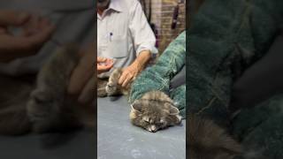 Angry cat vet compilation angrycat aggressive catvet [upl. by Meehar605]