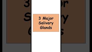 3 Major Salivary Glands anatomy digestiveorgans biology [upl. by Volny]