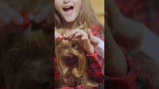 5 Amazing Facts About Brittany Spaniels trendingshorts shortsvideo [upl. by Zerat]