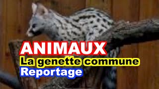 ANIMAUX  La genette commune Genetta genetta [upl. by Yrellam]