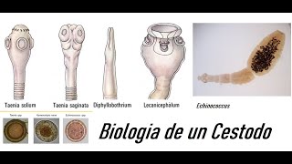 Práctica Biología de un cestodo [upl. by Ytsrik]