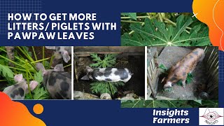 Pawpaw Leaves for Gestating Sows  how to get more litters piglets with pawpaw leaves [upl. by Seaden]