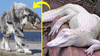 10 Rarest Animals in the World  Unique Animals In The World  Amazing Animals [upl. by Malcah]