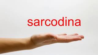 How to Pronounce sarcodina  American English [upl. by Anastassia844]