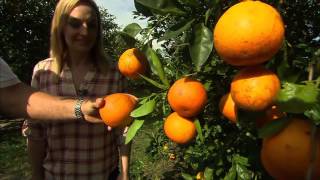 Honeybells  Minneola Tangelos  Countryside Citrus [upl. by Sanburn]