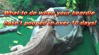 What To Do If Your Bearded Dragon Doesnt Poop For Over 10 Days [upl. by Esenaj]