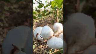 Cotton seeds shorts shortvideo short [upl. by Viguerie]