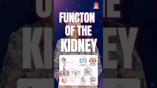 Mnemonics for functions of the kidney by Dr Apurva  NORCET 70 amp 80  NNL ONE  Nusing Next Live [upl. by Fabrice]