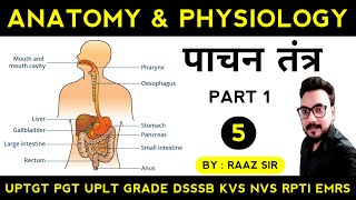 पाचन तंत्र Digestive System  Anatomy amp Physiology Theory Class 5  Physical Education Online Class [upl. by Jannelle]