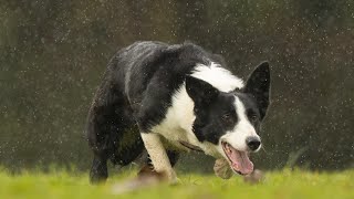 Lot 42 Braehead Maddy – 131024 Farmers Marts Dolgellau Online Sheepdog Auction [upl. by Gaal]