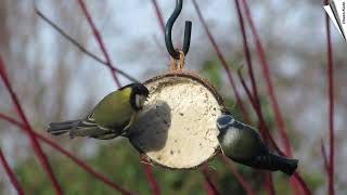 Halbe gefüllte Kokosnuss für Gartenvögel  mit Mehlwürmer [upl. by Herrle999]