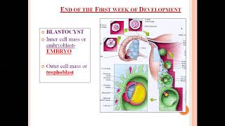 Embryology Bilaminar embryonic disc [upl. by Dace]