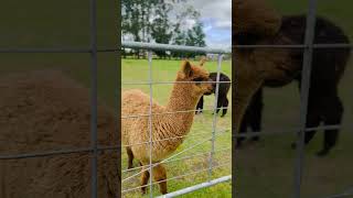 Cutie alpacas newzealand alpaca alpacafarm fyp fypシ゚viral fypage touristattractions [upl. by Desirae365]