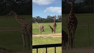 Giraffes at Werribee Open Range Zoo melbourne werribee [upl. by Hebner]