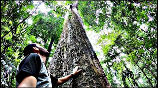 Uma FLORESTA no MEIO da CIDADE  Bosques Jardins botânicos e parques de Belém do Pará [upl. by Hoagland923]