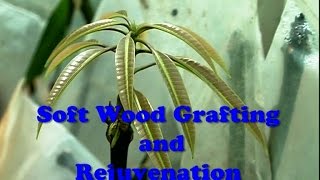 Soft Wood Grafting amp Rejuvenation [upl. by Hoang]