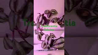 Tradescantia Zebrina grown in hydroponics plants indoorgardening hydroponics plantlover [upl. by Anayk]