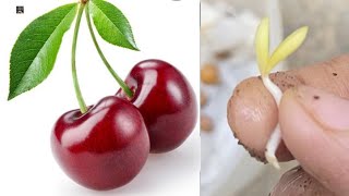 How To Grow Cherry🍒 From Seeds At Home 🏡 UrduHindi How To Germinate Cherry Seeds [upl. by Sayers]