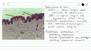 Stratified Squamous Epithelium [upl. by Markus460]